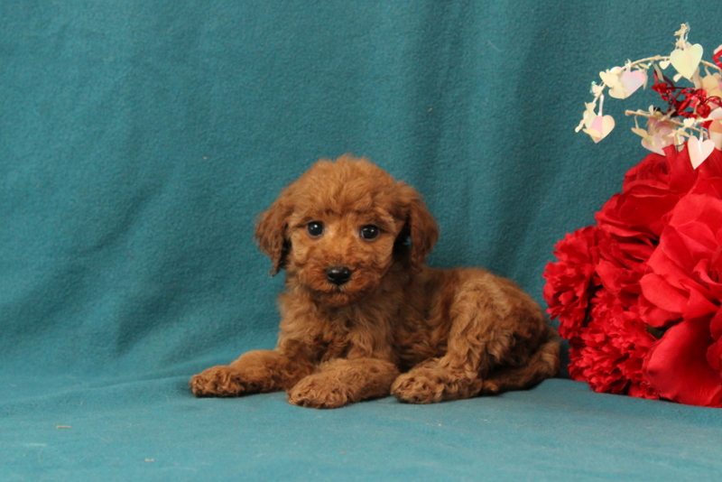 puppy, for, sale, Mini Goldendoodle F1BB, Matthew B. Stoltzfus, dog, breeder, Gap, PA, dog-breeder, puppy-for-sale, forsale, nearby, find, puppyfind, locator, puppylocator, aca